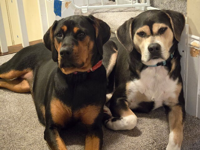 Two black-and-tan dogs resting side by side on carpet near a stair gate