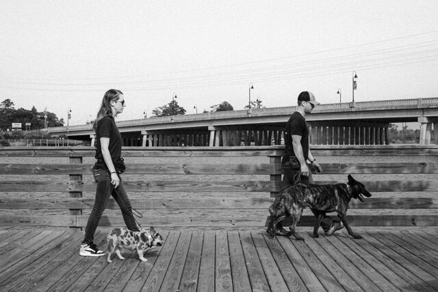 Black-and-white photograph of two handlers walking dogs on a boardwalk