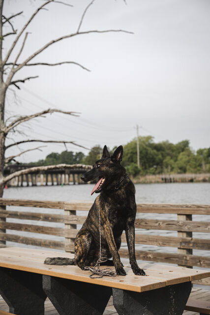 Brindle dog sitting on a picnic table by the water