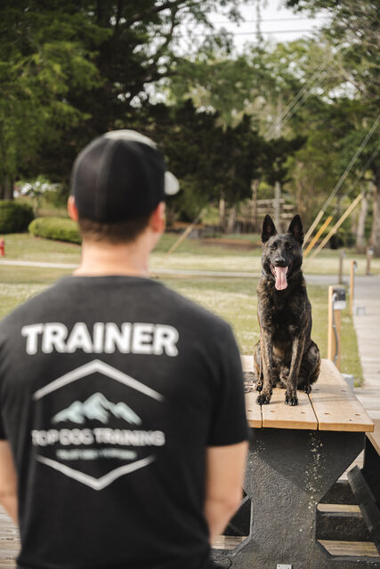 Dog facing a trainer on a picnic table