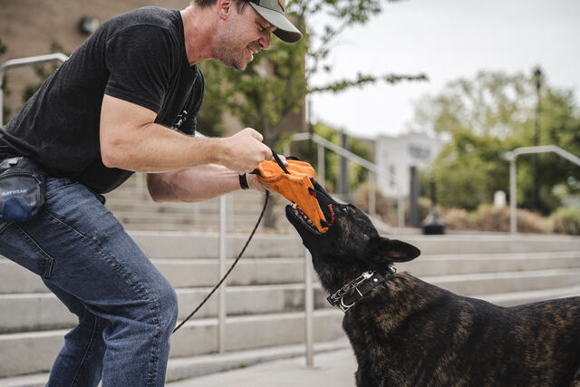 Trainer playing tug with a brindle dog and an orange toy