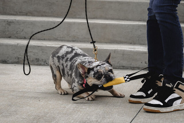 Small dog holding a yellow tug toy beside a handler