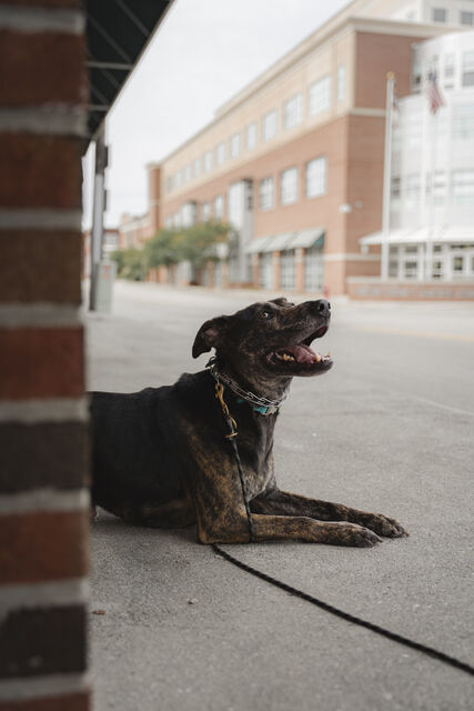 Brindle dog lying on a sidewalk beside a brick column