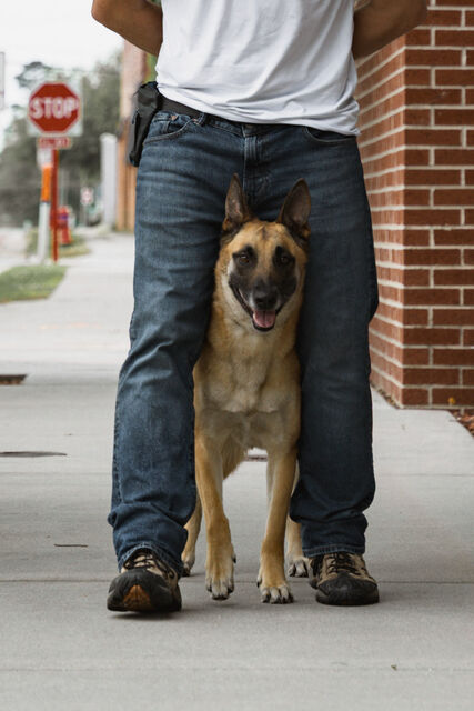 Close view of a tan dog standing between a trainer's legs