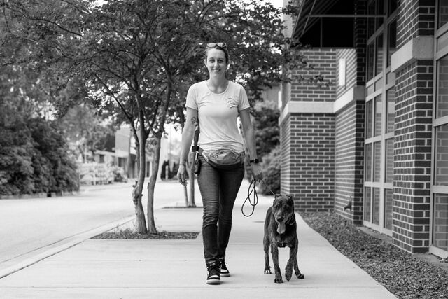 Black-and-white photograph of a trainer walking a brindle dog