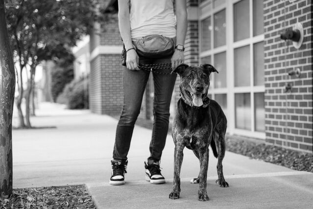 Black-and-white portrait of a brindle dog with a handler behind