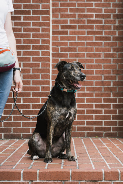 Brindle dog sitting beside a handler against a brick wall