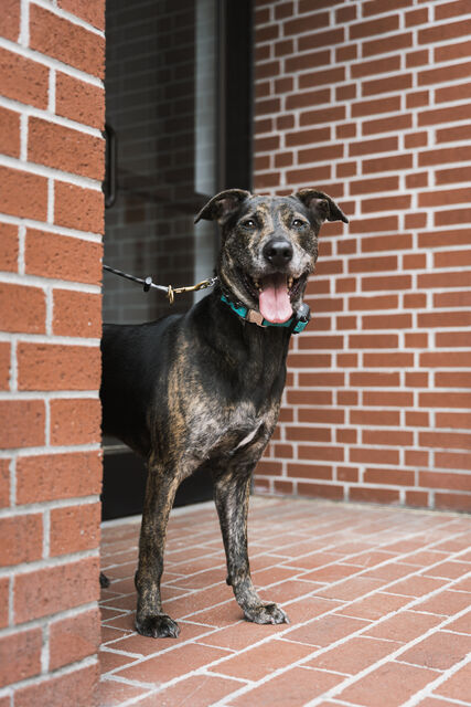 Brindle dog looking out from beside a brick corner