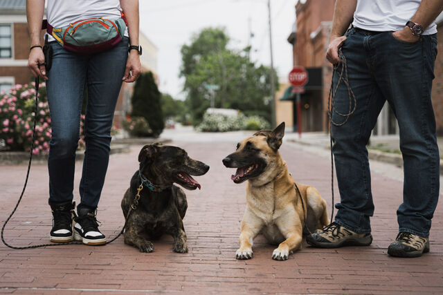 Two dogs lying between their handlers on a brick street