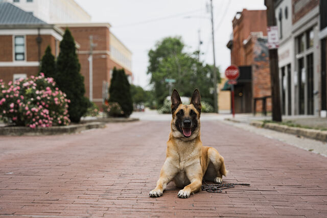 Tan dog facing the camera while lying on a brick street