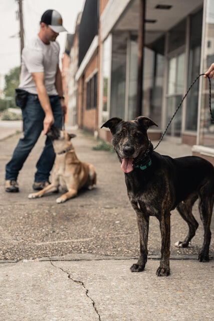 Brindle dog in focus with a trainer and another dog in the background
