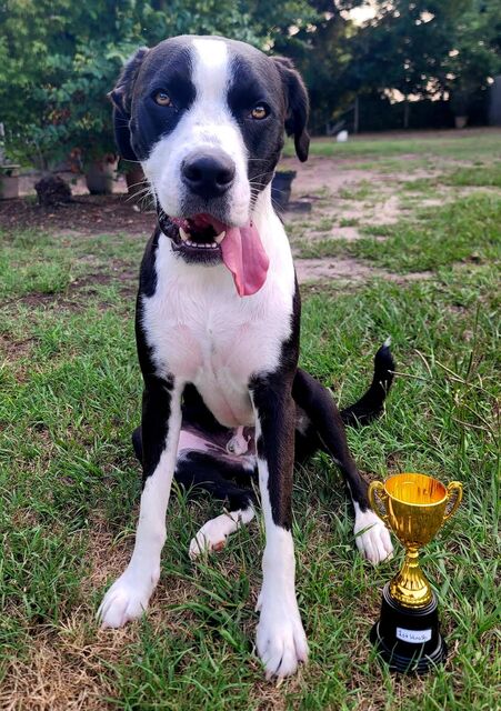 Black-and-white dog sitting on grass beside a small gold trophy