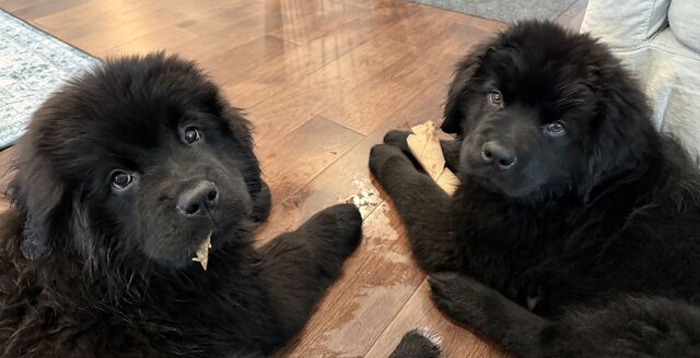 Two fluffy black puppies looking up from a wooden floor beside torn paper