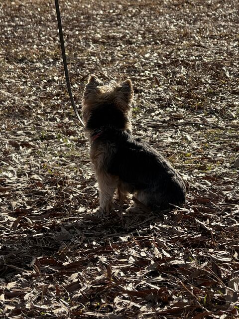 Small black-and-tan dog on a leash sitting among fallen leaves and looking away
