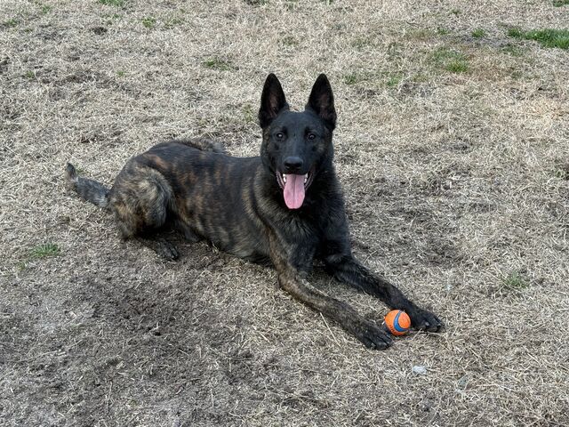 Brindle dog lying on grass with an orange-and-blue ball between its front paws