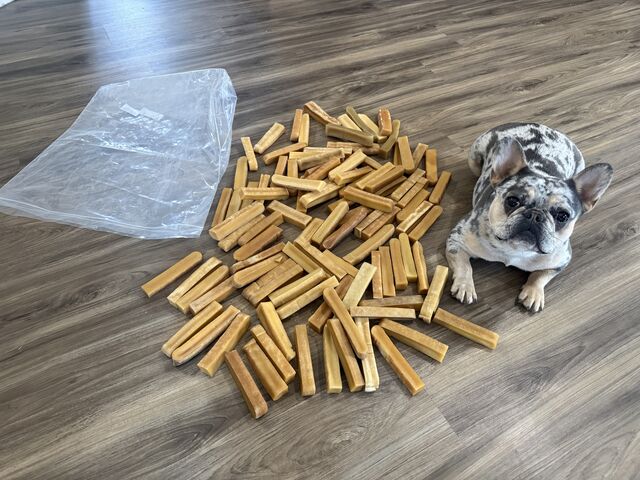 Small mottled dog lying beside a pile of golden chew sticks on a wooden floor