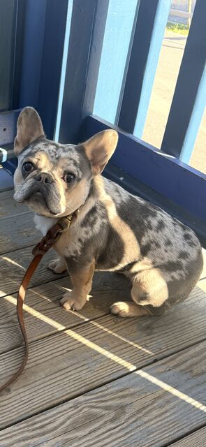 Small mottled dog sitting on wooden decking beside a blue railing in the sunshine