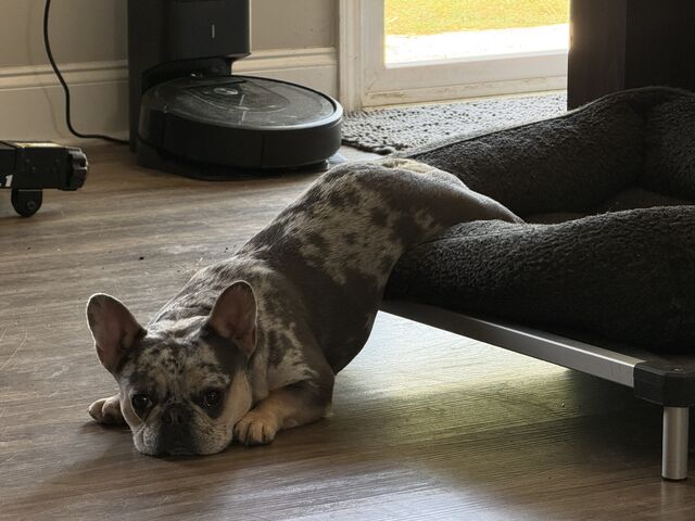 Small spotted dog resting with its front half on the floor and back half on a raised dog bed