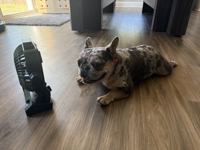 Small mottled dog lying on a wood floor beside a portable fan
