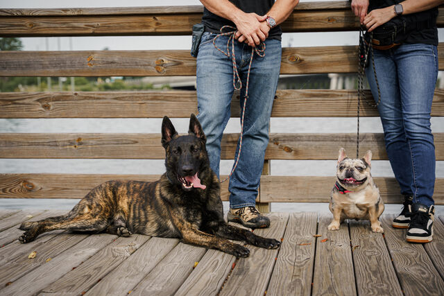 Brindle dog and small mottled dog beside two handlers on a wooden boardwalk