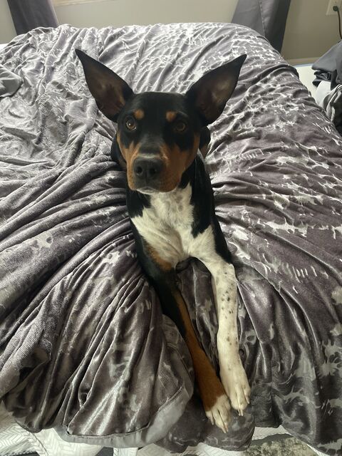 Black, tan, and white dog resting on a gray bedspread with ears upright and front paws extended
