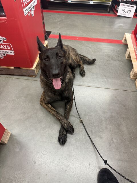 Brindle dog lying with crossed front paws beside store displays