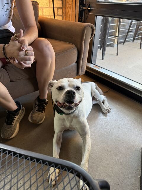 White dog lying beside a seated handler near a cafe window