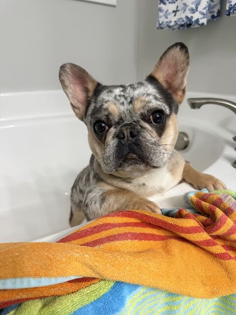 Small mottled dog peeking over the edge of a bathtub beside colorful towels