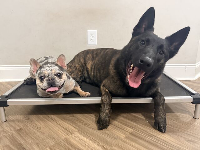 Small mottled dog and large brindle dog resting together on a raised cot