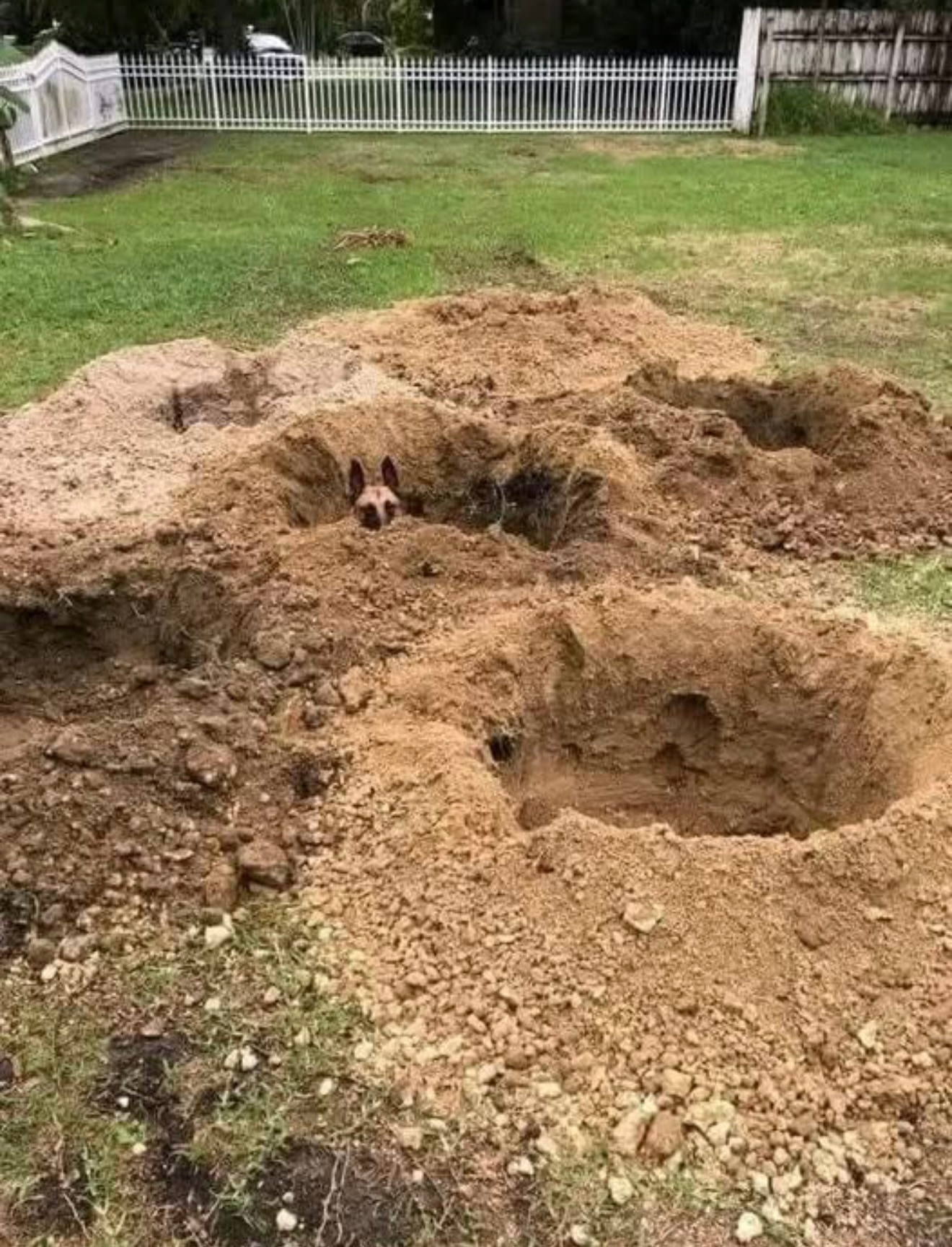 A dog is partially buried in a large dirt hole in a grassy backyard with multiple dug-out holes and a white picket fence in the background.