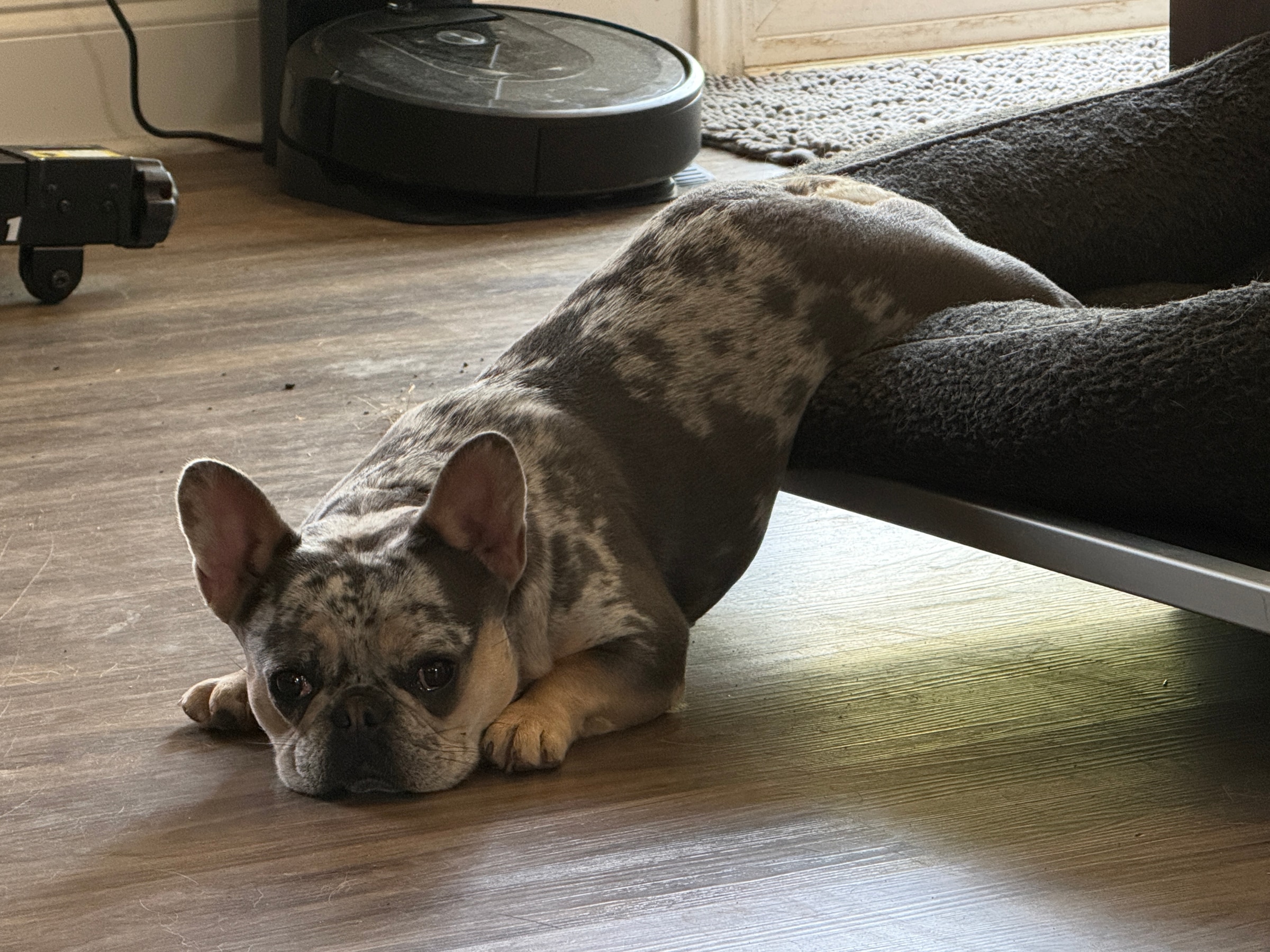 Small spotted dog lying stretched out with front half on the floor and back half in a dog bed near a door.