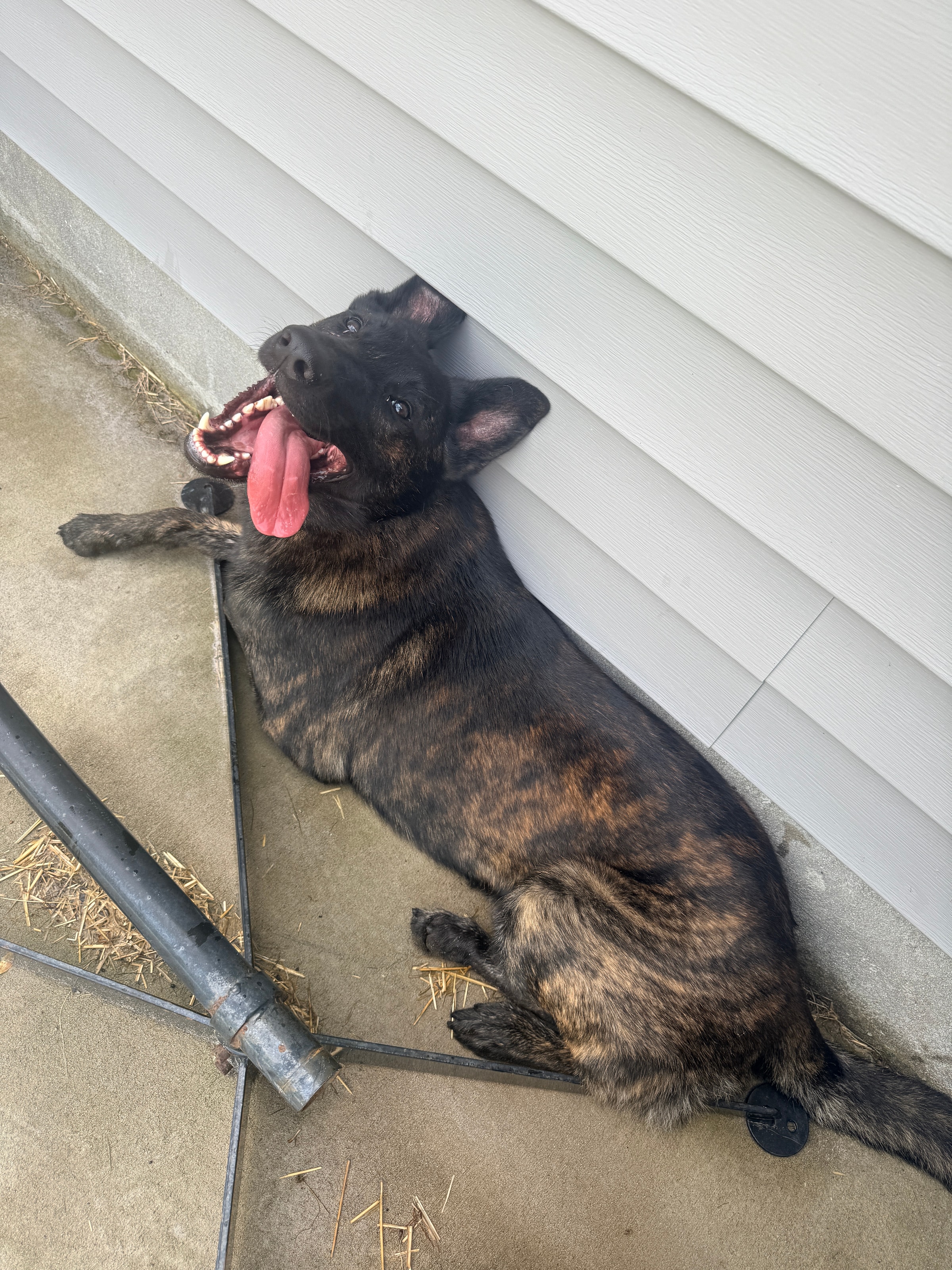 Dark brindle dog lying on concrete near a light gray siding wall with its mouth open and tongue out.