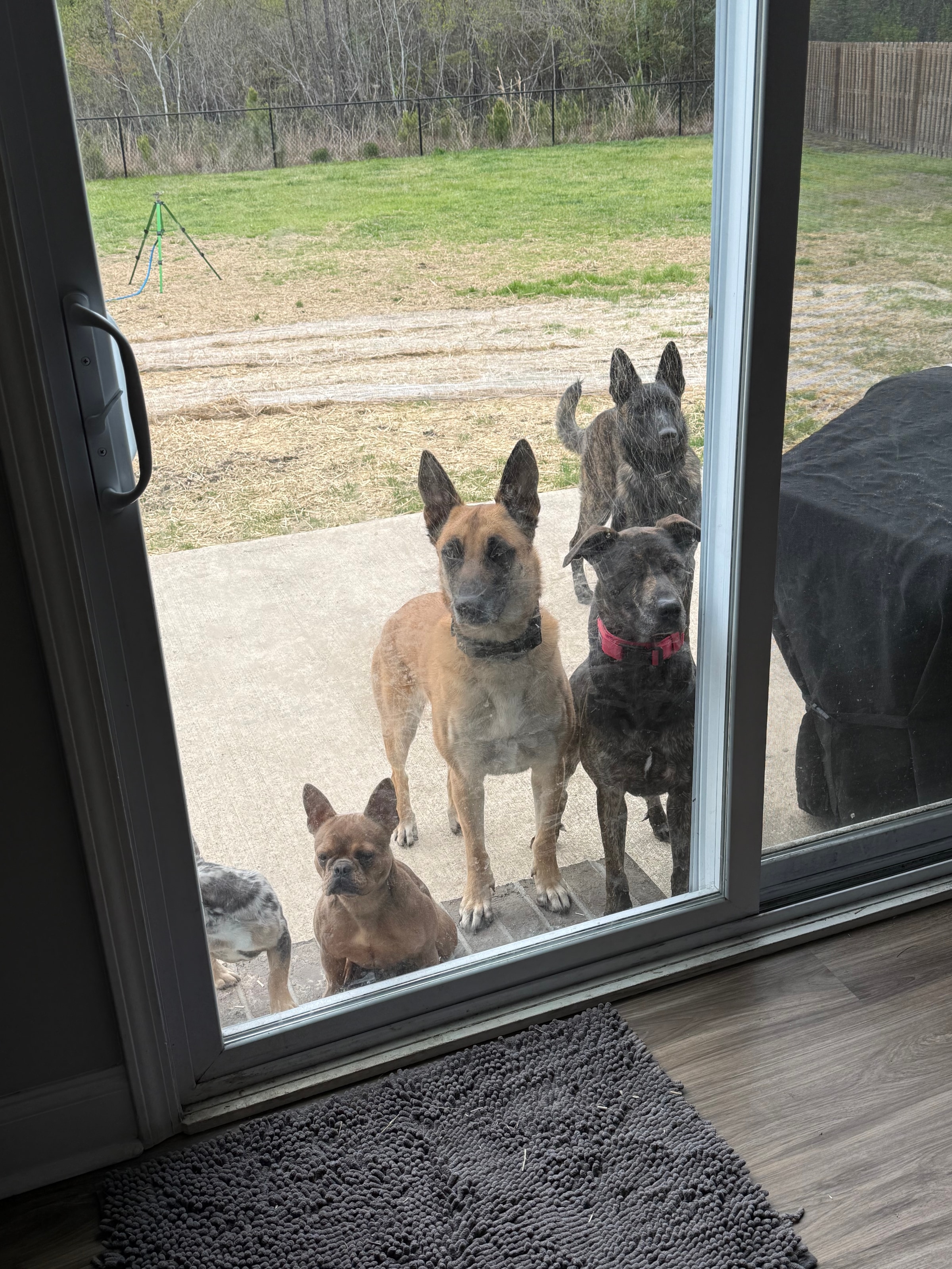 Five dogs of various breeds stand outside a sliding glass door on a concrete patio looking inside.