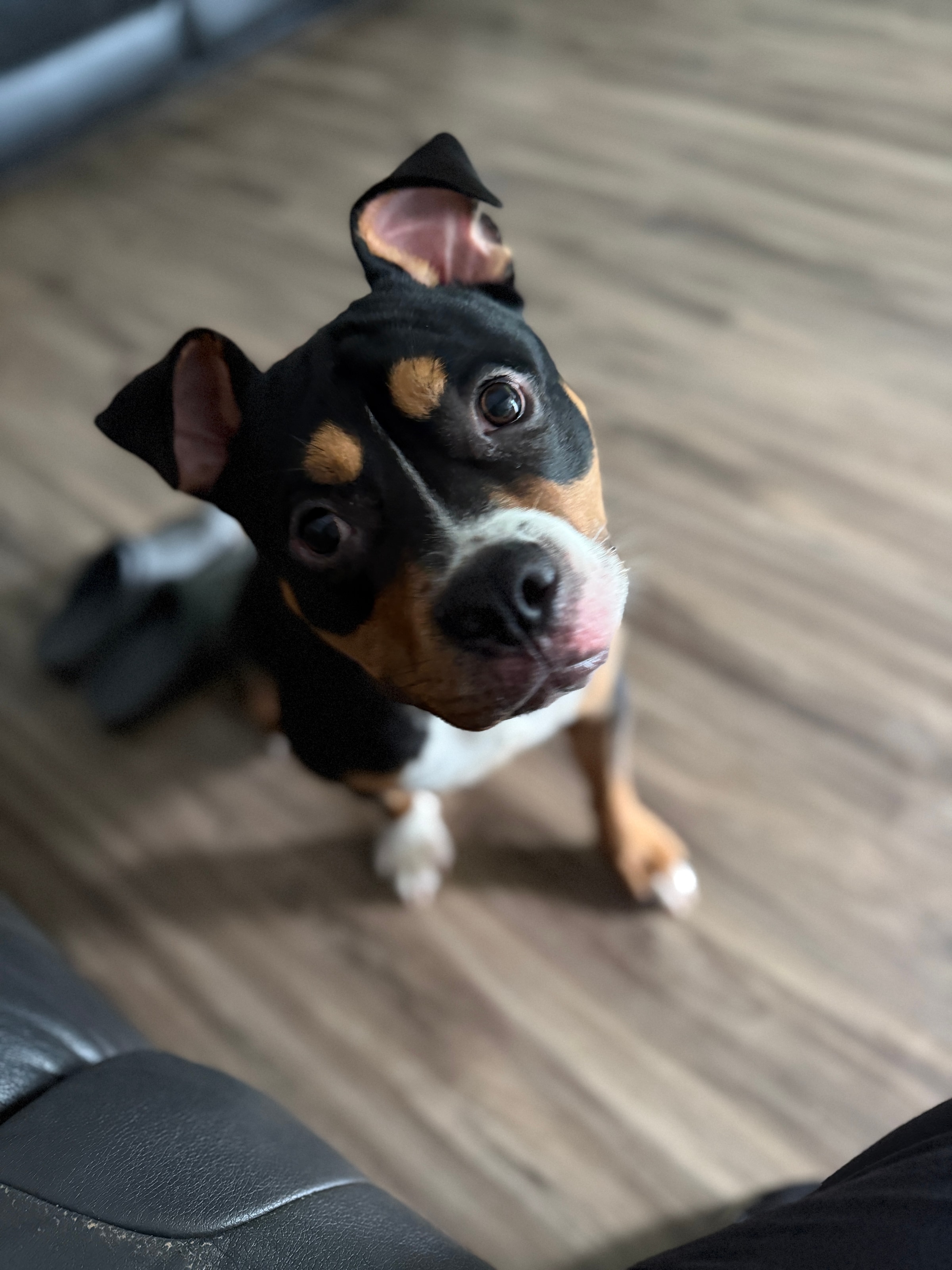 A black, tan, and white dog sitting indoors and looking up at the camera.